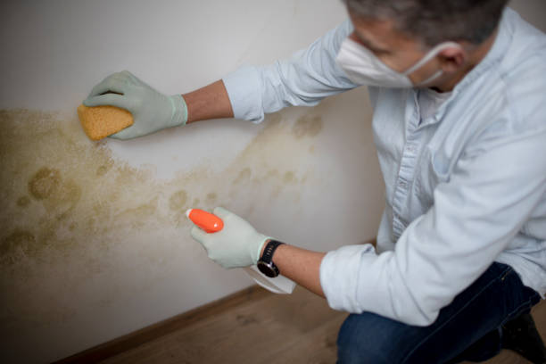 Best Professional Mold Removal  in Marietta, PA