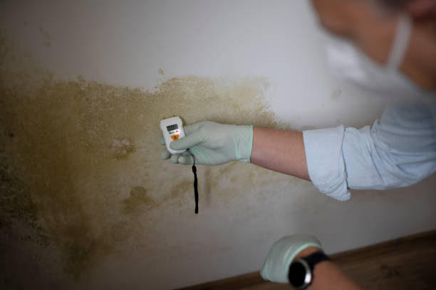 Professional Mold Removal in Marietta, PA
