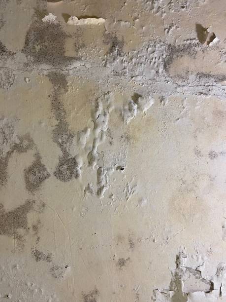 Best Commercial Mold Removal  in Marietta, PA