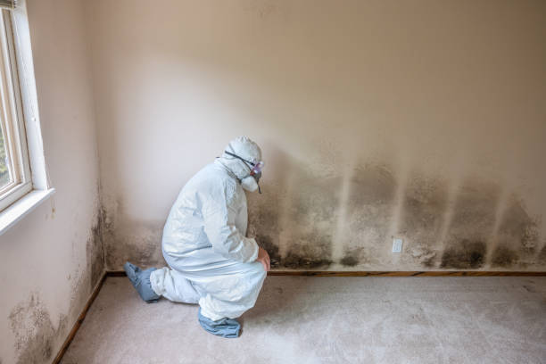 Best Mold Damage Repair  in Marietta, PA