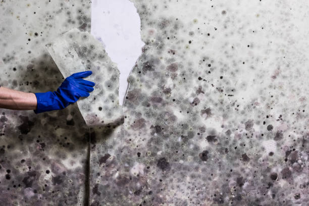 Best Home Mold Removal  in Marietta, PA