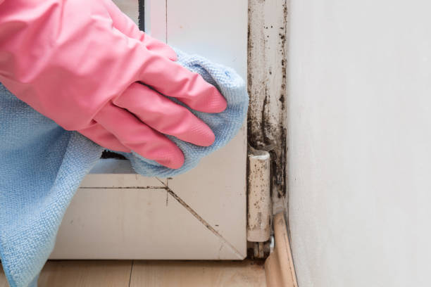 Best Mold Removal Process  in Marietta, PA